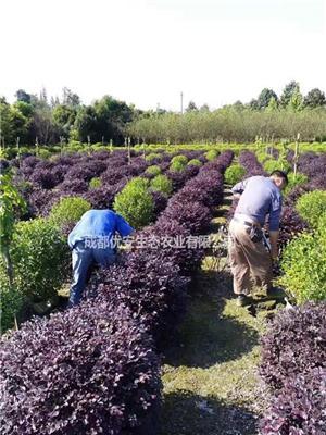 成都红花继木球价格低便宜1米1.5米2米