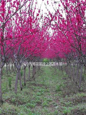 红叶碧桃  重瓣红花   含红碧桃 湖南碧桃  景区*选