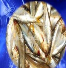 海鲜鱼批发-东港利源海鲜出售优质海鲫鱼