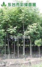 江苏地区 胸径10-20CM 栾树