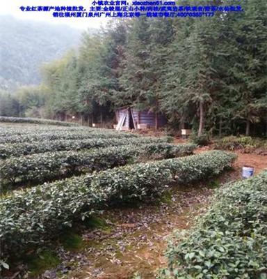 厦门正山小种红茶批发