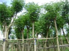 凤凰木：米径8-120公分地苗和袋苗，自产自销