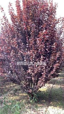 红叶李12—18公分树形优美（低分之）