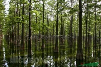 “江西活化石”水杉的市场供求与小苗培育