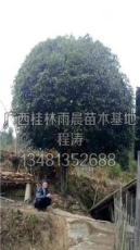 广西桂花树34信息