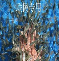 優(yōu)質(zhì)溫泉魚療魚苗大量批發(fā)