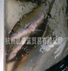 清蒸特色 长江高档淡水产 长江鲥鱼(图) 鲥鱼鱼苗 冰鲜鱼类