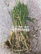 杭州野芦苇大量/水葫芦，细叶芒，斑叶芒，香菇草
