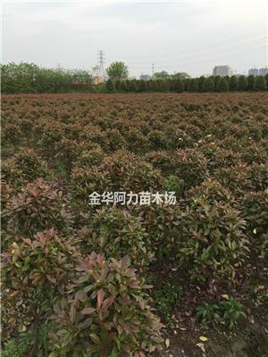 供应大批量全大量红叶石楠小球  规格齐全