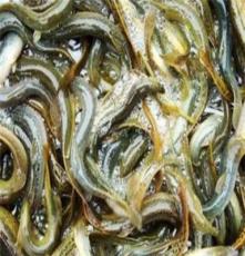 鲜泥鳅、泥鳅批发 淡水鱼类 鲜活水产品