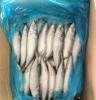 冷冻青占鱼 frozen mackerel 200-300g