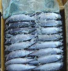 批发进口冷冻秋刀鱼，带鱼，墨鱼，对虾，鲍鱼，白菇鱼，黄菇鱼
