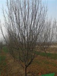 供應(yīng)..木瓜.五角楓.欒樹.紫荊.杜仲.