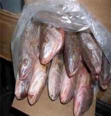 印尼黄姑鱼