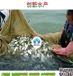 江西水產品豐產鯽魚苗_港興魚苗