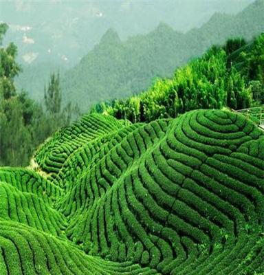 供应金熊猫芦笋茶，芦笋茶项目在烟台地区火热招商