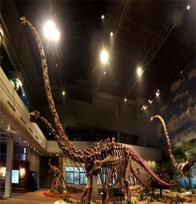 恐龙化石展览恐龙骨架