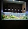 索浦鱼缸工程 南通餐馆水草布景鱼缸 生态景观水族箱