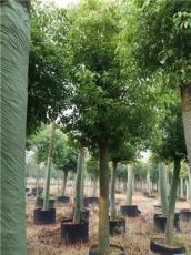 湖南益阳供应10至20公分移植香樟