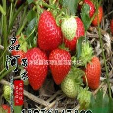 草莓苗价格 草莓苗种植方法及简介 果树苗木批发