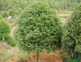 桂花1*新價格/桂花1報價