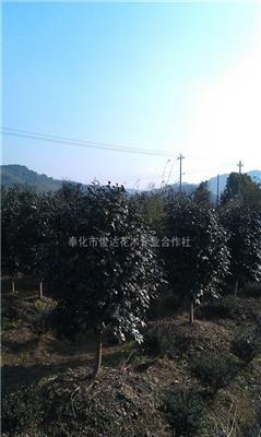 茶花 大規(guī)格茶花 供應(yīng)優(yōu)質(zhì)造型茶花 各種規(guī)格茶花