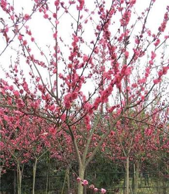 （红花碧桃）（铁树，苏铁）（红花鸡蛋花）（黄金宝树，千层金）