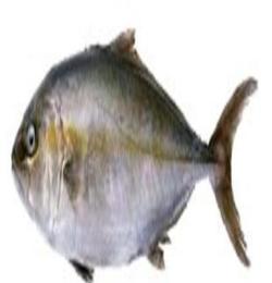 百洋 银鳕鱼 挪威银鳕鱼 进口银鳕鱼 冷冻水产品批发