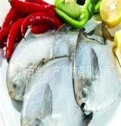 百洋 鲳鱼 冷冻鲳鱼 带鱼 鳕鱼 冷冻水产品批发