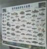 鱼类图片《世界鱼类原色大挂图》-鱼类图片