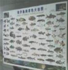 鱼类图片《世界鱼类原色大挂图》-鱼类图片
