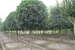 供應(yīng)6-18不等公分桂花，四季桂、八月桂、丹桂