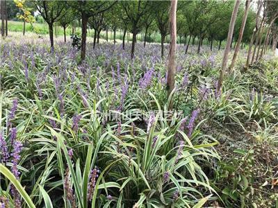 大量供应金边麦冬/金边阔叶麦冬、阔叶麦冬、吉祥草