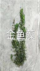 金鱼藻/杭州益农金鱼藻价格/金鱼藻大量供应