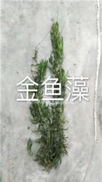 金鱼藻/杭州益农金鱼藻价格/金鱼藻大量供应