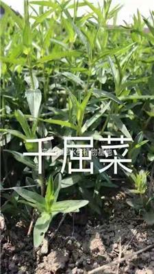 千蕨菜/杭州千蕨菜/精品千蕨菜价格/浙江地区大量供应千蕨菜