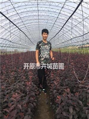 出售榆葉梅小苗，榆葉梅午扦插小苗，遼寧榆葉梅小苗