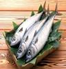 供应新鲜海鲜水产品 花鳀 质优价廉