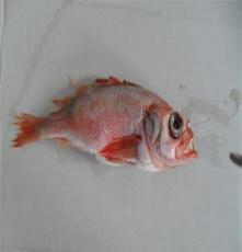 大西洋红鱼