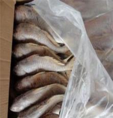 供应进口海鲜 进口水产 冰冻海鲜水产 冻海鲜墨西哥黄鱼