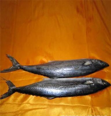 厂家供应 优质鲅鱼 海产品批发 水产品批发 图