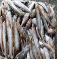 批发水产品 鱼类 冷冻水产 鱼类 沙丁鱼