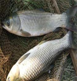 蘇州宏鴻農產品一站式食堂配送-草魚