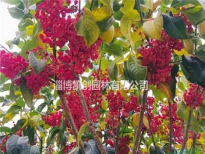 大叶丝棉木——具有丰富色彩感的落叶乔木树种