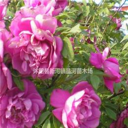 四季玫瑰地栽苗 苗圃四季玫瑰批发价格 四季玫瑰种植方法及简介