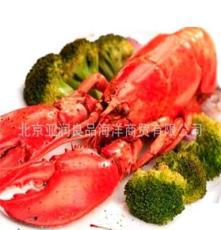 龙虾批发 供应鲜活加拿大龙虾 螯龙虾 婚宴专用 鲜活水产品