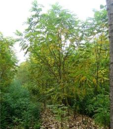 香花槐供應(yīng)/香花槐圖片
