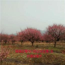红梅价格 浙江红梅树价格/批发