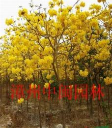 黄花风铃木;米径3-20公分地苗和袋苗，自产自销
