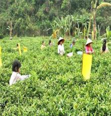 广西浦北五皇山红茶